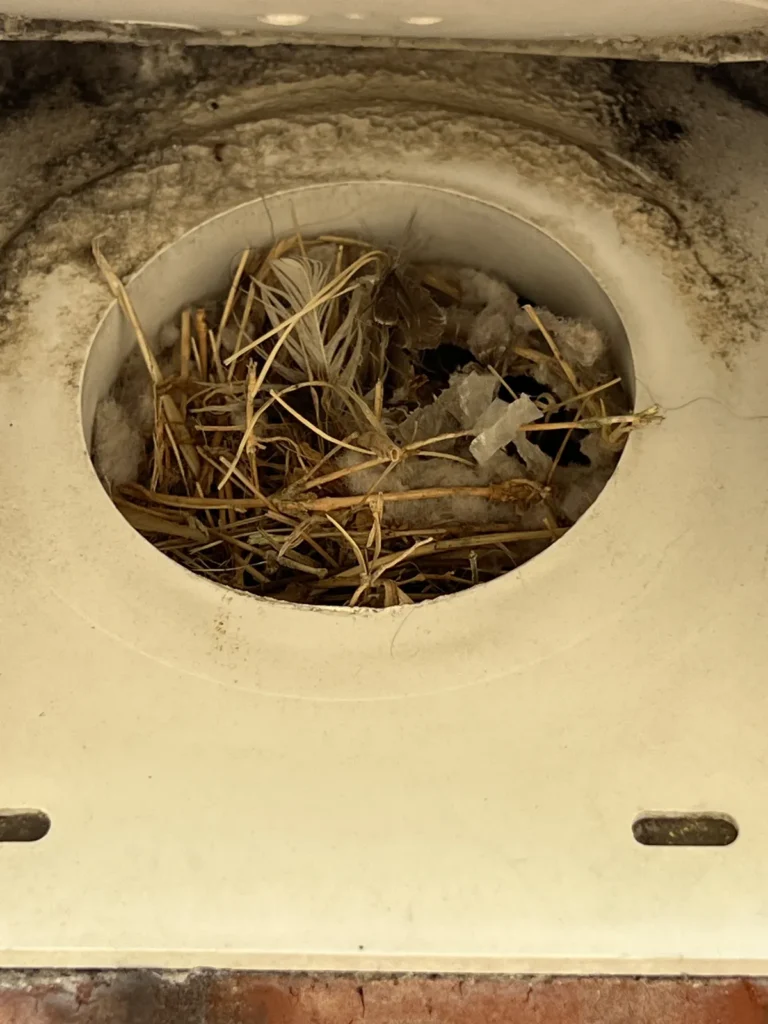 Dryer vent cleaning: exterior vent opening blocked by straw and nesting debris