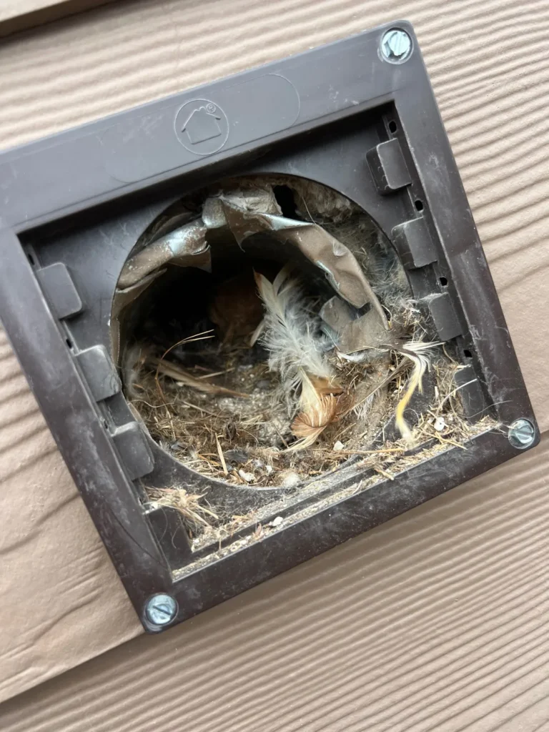 Dryer vent cleaning: exterior vent cap clogged with nesting material and feathers before removal